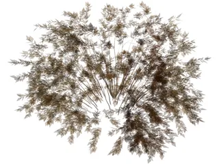 Onyx Bush 3D Model preview