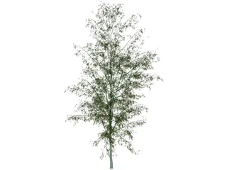 Birch Tree 3D Model preview