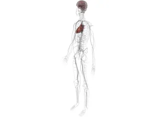 Circulatory System with Heart, Thymus and Brain 3D Model preview