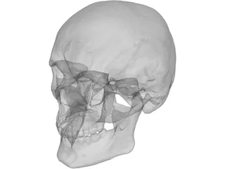 Skull Human 3D Model preview