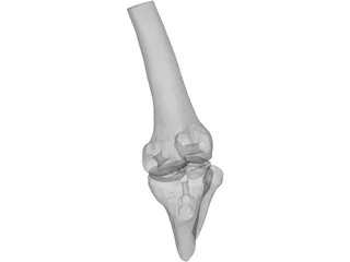 Human Knee Joint 3D Model preview