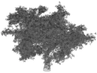 Quercus 3D Model preview