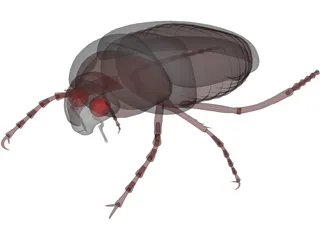 Bug (Meikever In Dutch) 3D Model preview