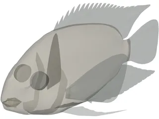 Cichlid 3D Model preview