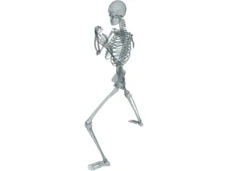 Skeleton 3D Model preview