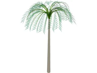 Tree Palm Tropical 3D Model preview