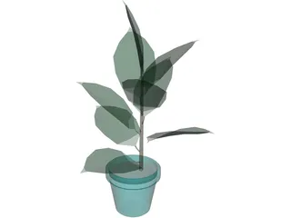 India-Rubber Plant 3D Model preview