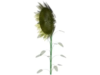 Sunflower 3D Model preview