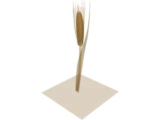 Dried Barley 3D Model preview