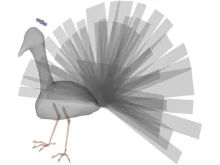 Peacock 3D Model preview