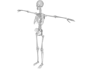Skeleton 3D Model preview