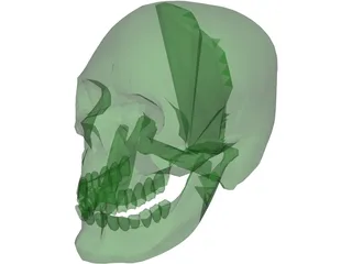 Skull 3D Model preview