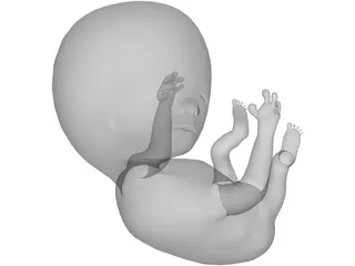 Fetus 12 Week 3D Model preview