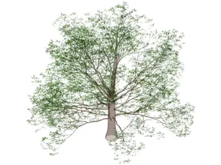 American Beech 3D Model preview