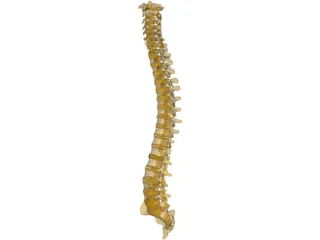 Human Spine 3D Model preview