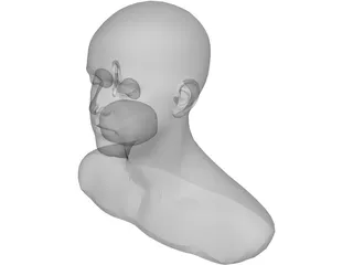 Head 3D Model preview
