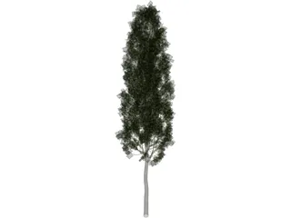 Carpinus Betulus Tree 3D Model preview