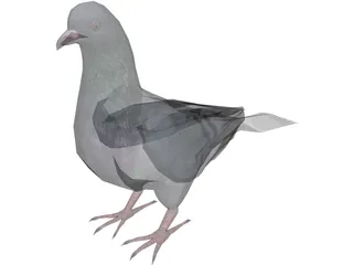Pigeon 3D Model preview