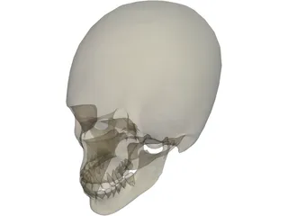Skull 3D Model preview