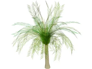 Palm Tree 3D Model preview