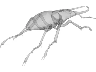 Stag Beetle 3D Model preview