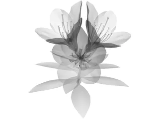 Tutuzi 3D Model preview