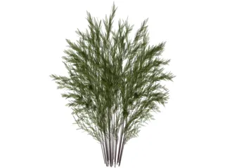 Nandina [Phyllostachys] 3D Model preview