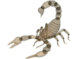 Scorpion - Buthidae Family - Hottentotta Species 3D Model preview