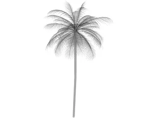 Palm Tree Caribean 3D Model preview