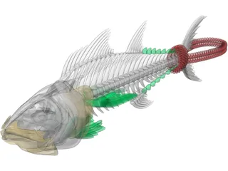 Tuna Fish Skeleton 3D Model preview
