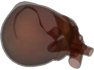 Human Heart 3D Model preview